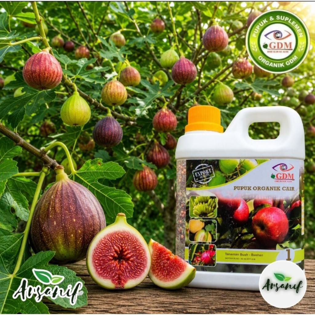 Pupuk Organik Cair GDM untuk Buah Tin