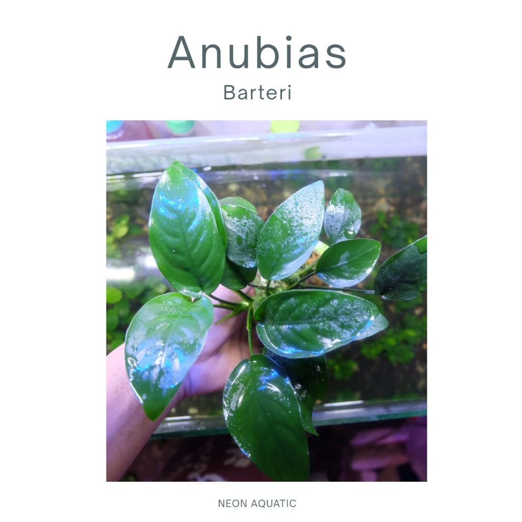 Anubias Barteri - Anubias Nana Jumbo -Tanaman Minipond - terrarium - paludarium - vivarium  Tanaman 