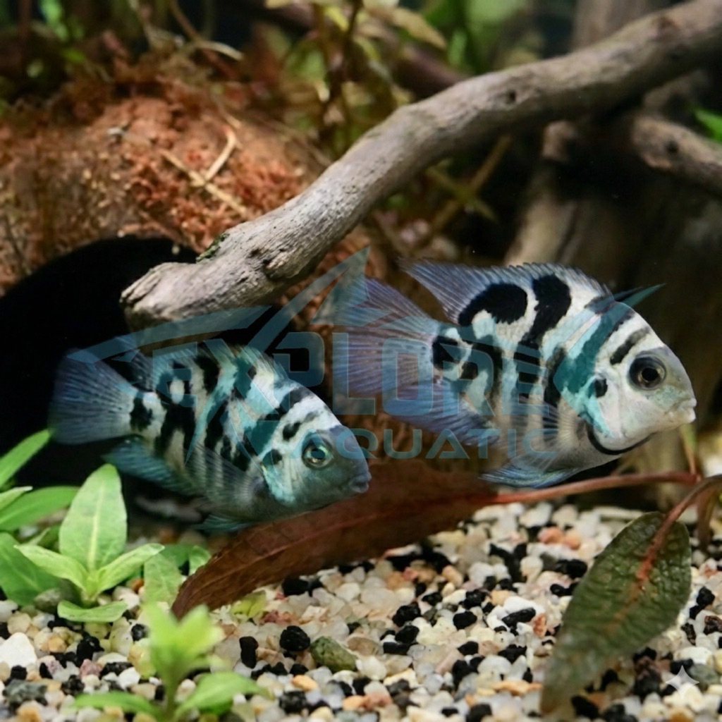 Indukan Blue Pollar Parrot - Ikan Hias Aquarium