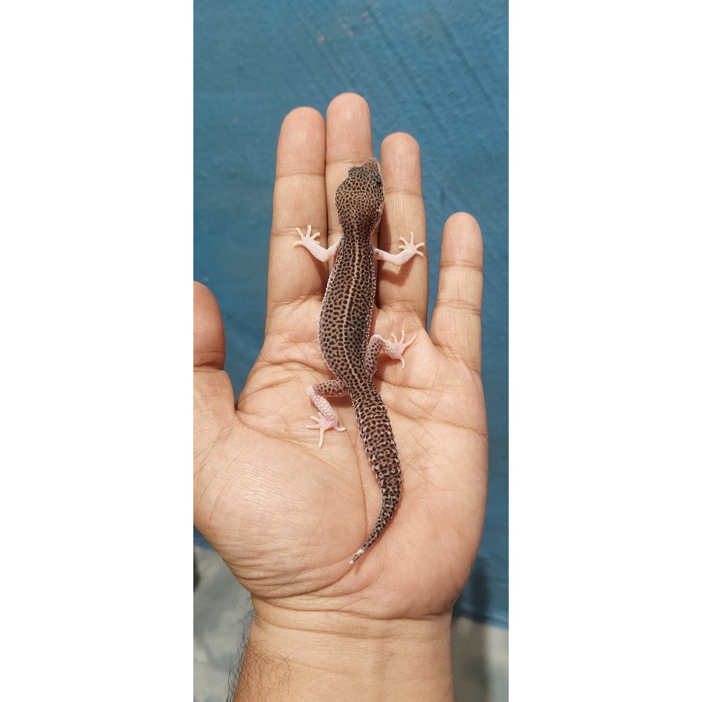 Mainan Leopard Gecko Super Snow Eclipse