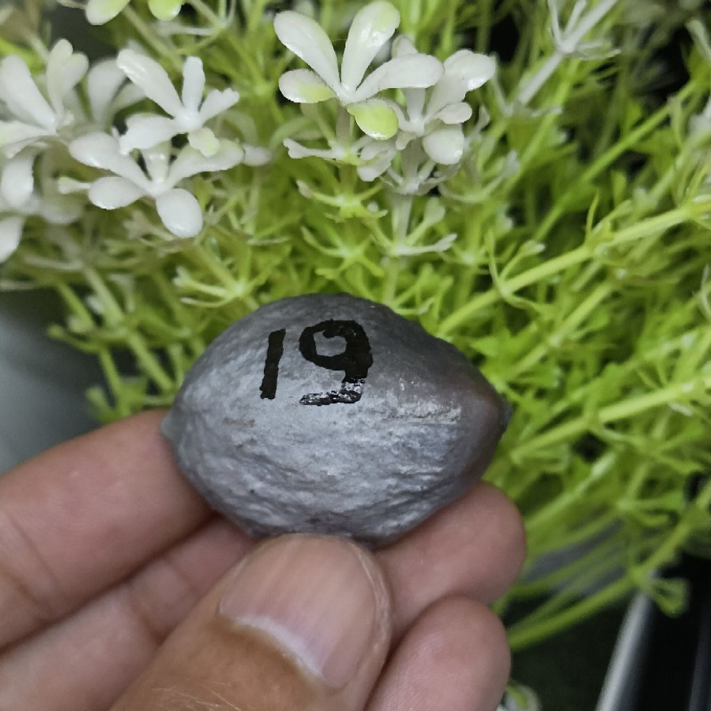 Muncang Adu Jabra CBR kode 19