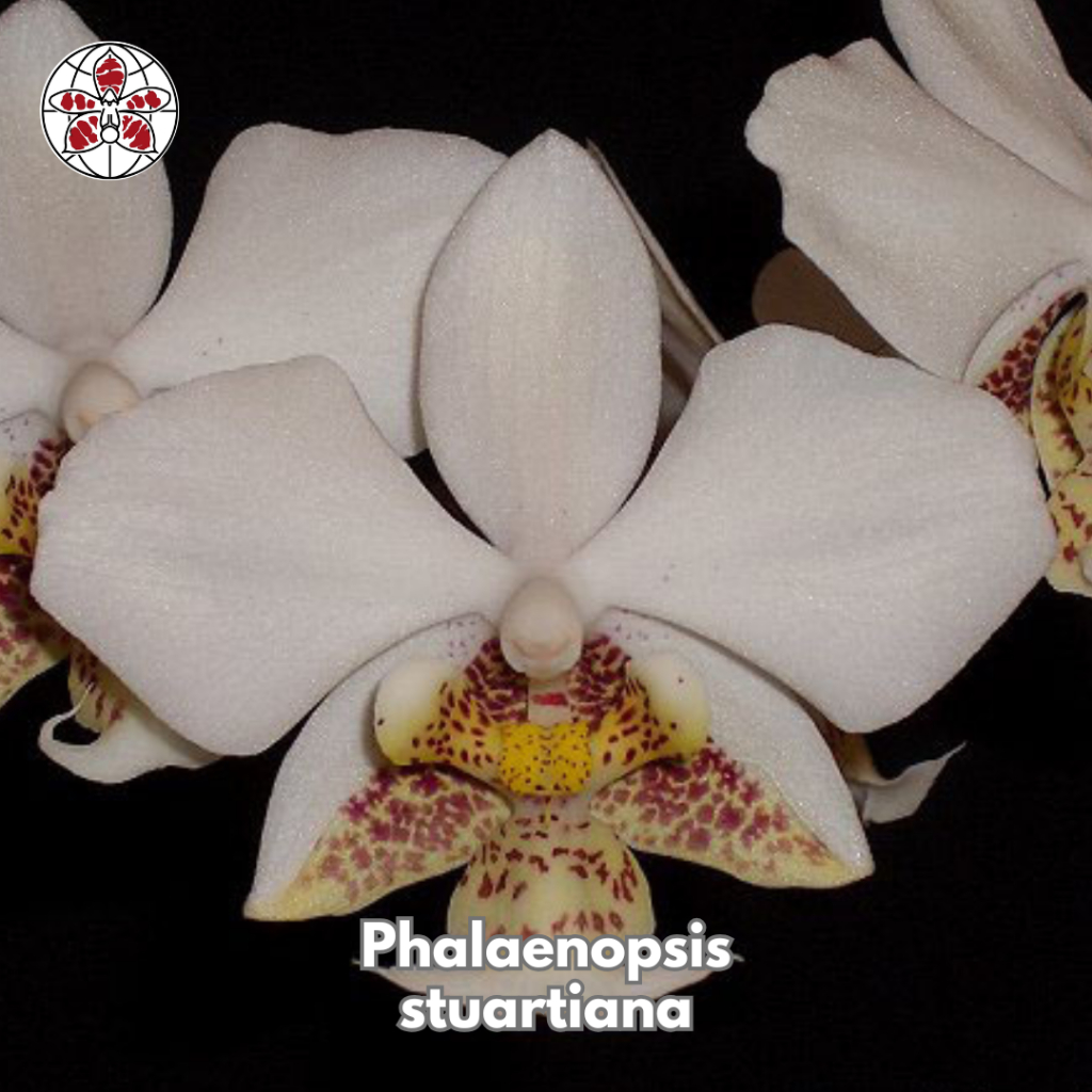 Anggrek Phalaenopsis Stuartiana