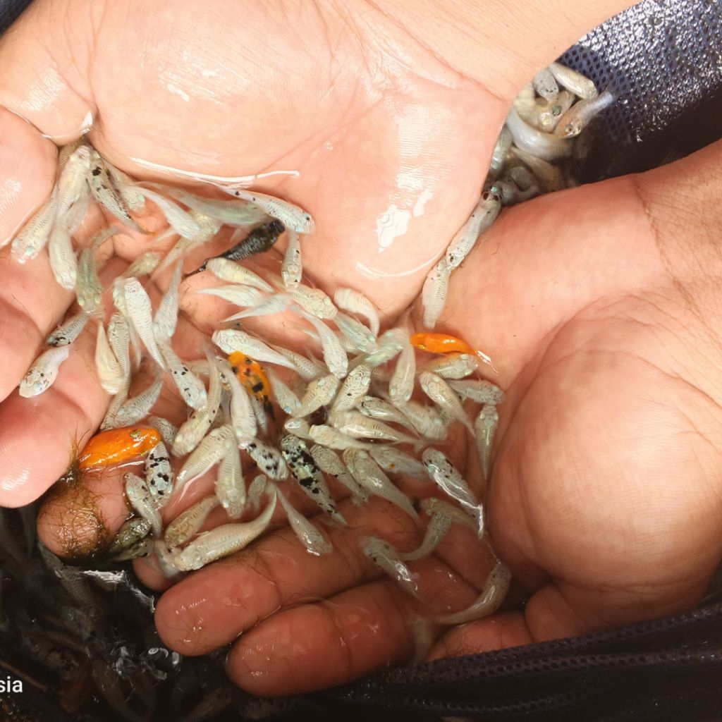 MOLLY UNTUK PAKAN IKAN PREDATOR ISI 100 EKOR