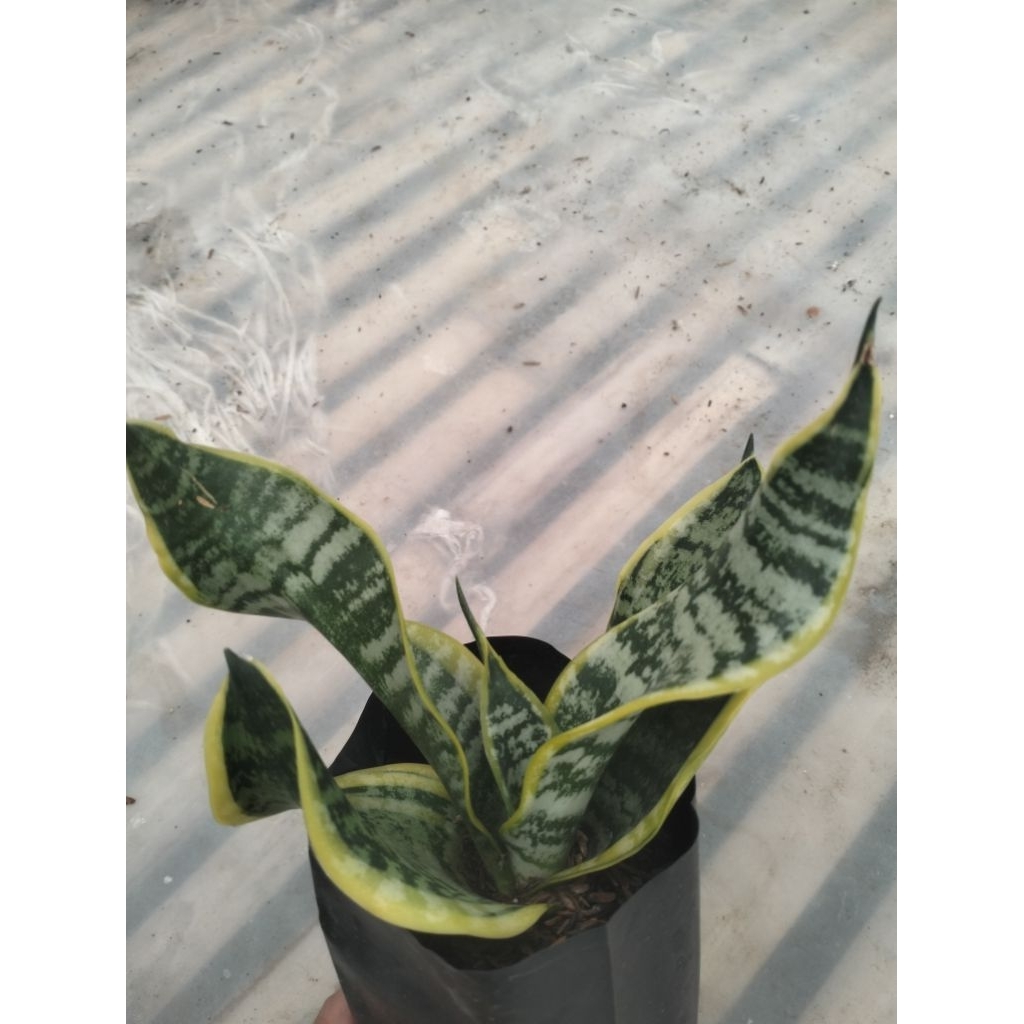 Sansevieria Twister