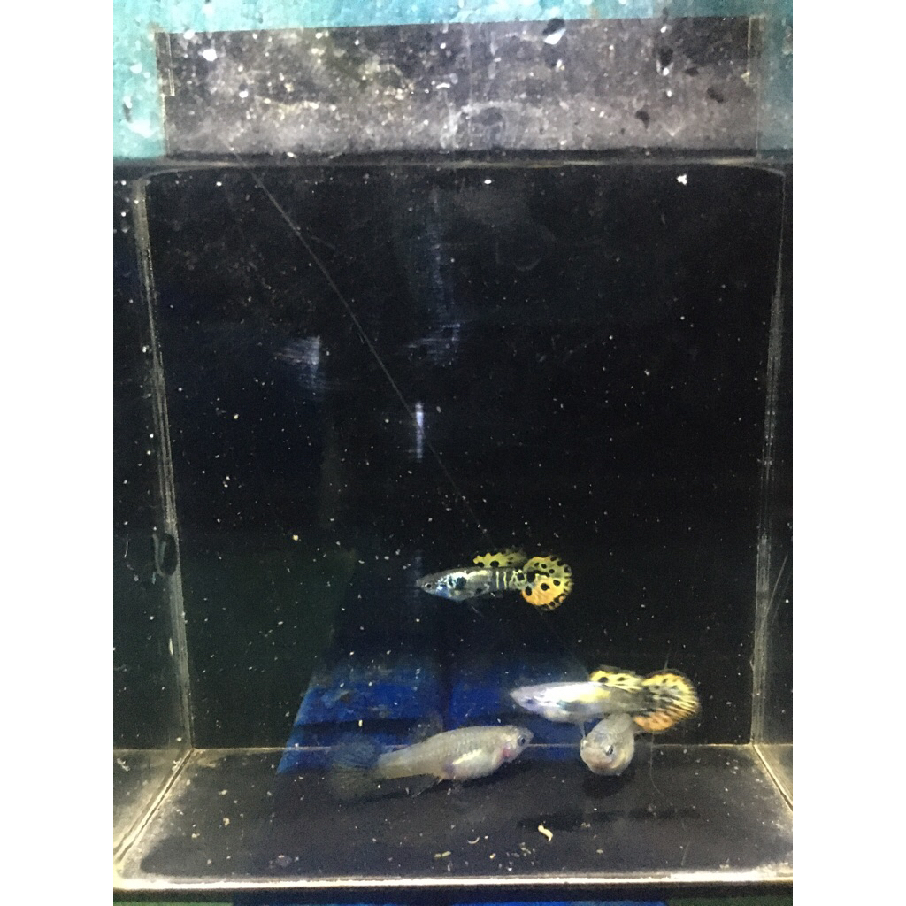 Guppy Yellow Sunset Snake Skin hiasan aquarium