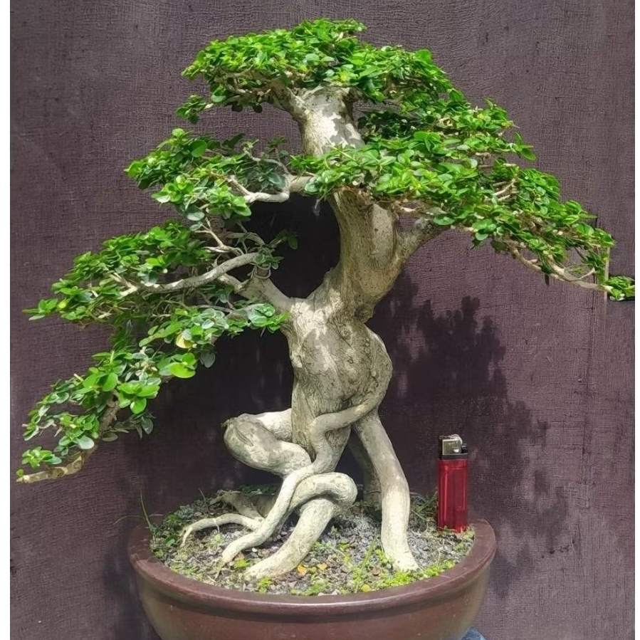 bonsai sancang asli karakter cakep realpict sesuai foto + potnya batang besar siap pajang expose aka