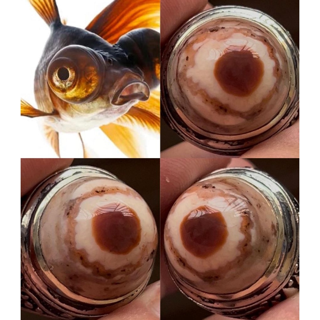 NATURAL CINCIN BATU AKIK YAMAN JAZA' MOTIF MATA IKAN AJIB ANTIK