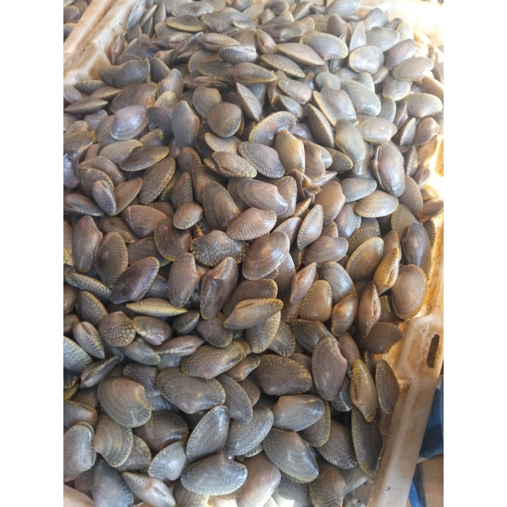 kerang batik
