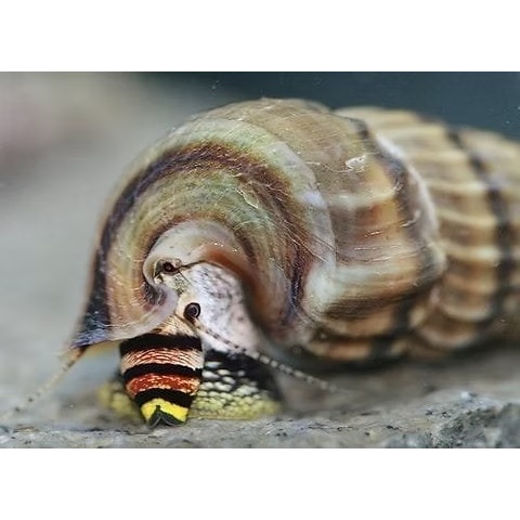King Snail Rabbit