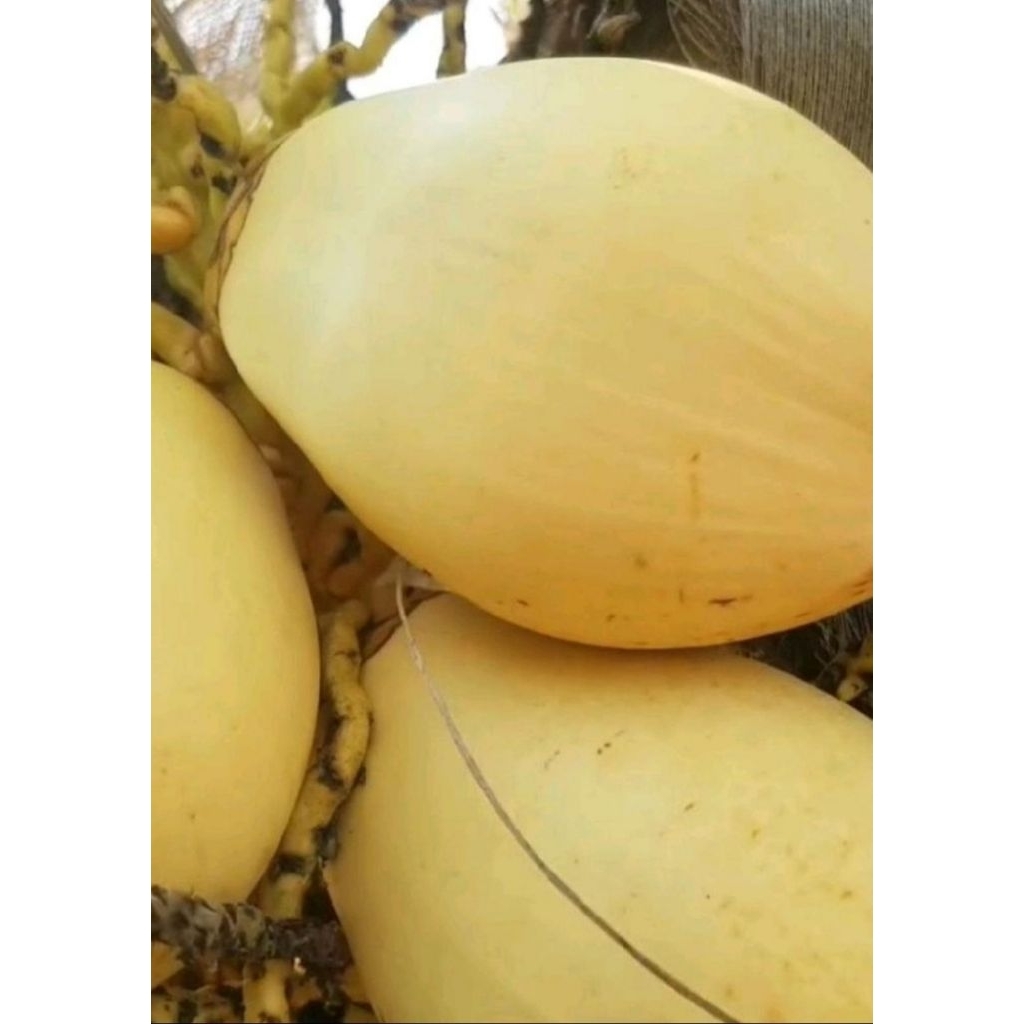 Kelapa Gading Kuning / Kelapa Gading Utuh 1 Butir