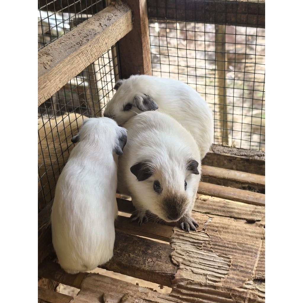 Marmut California White Jantan Sehat Lucu | Marmut Hias