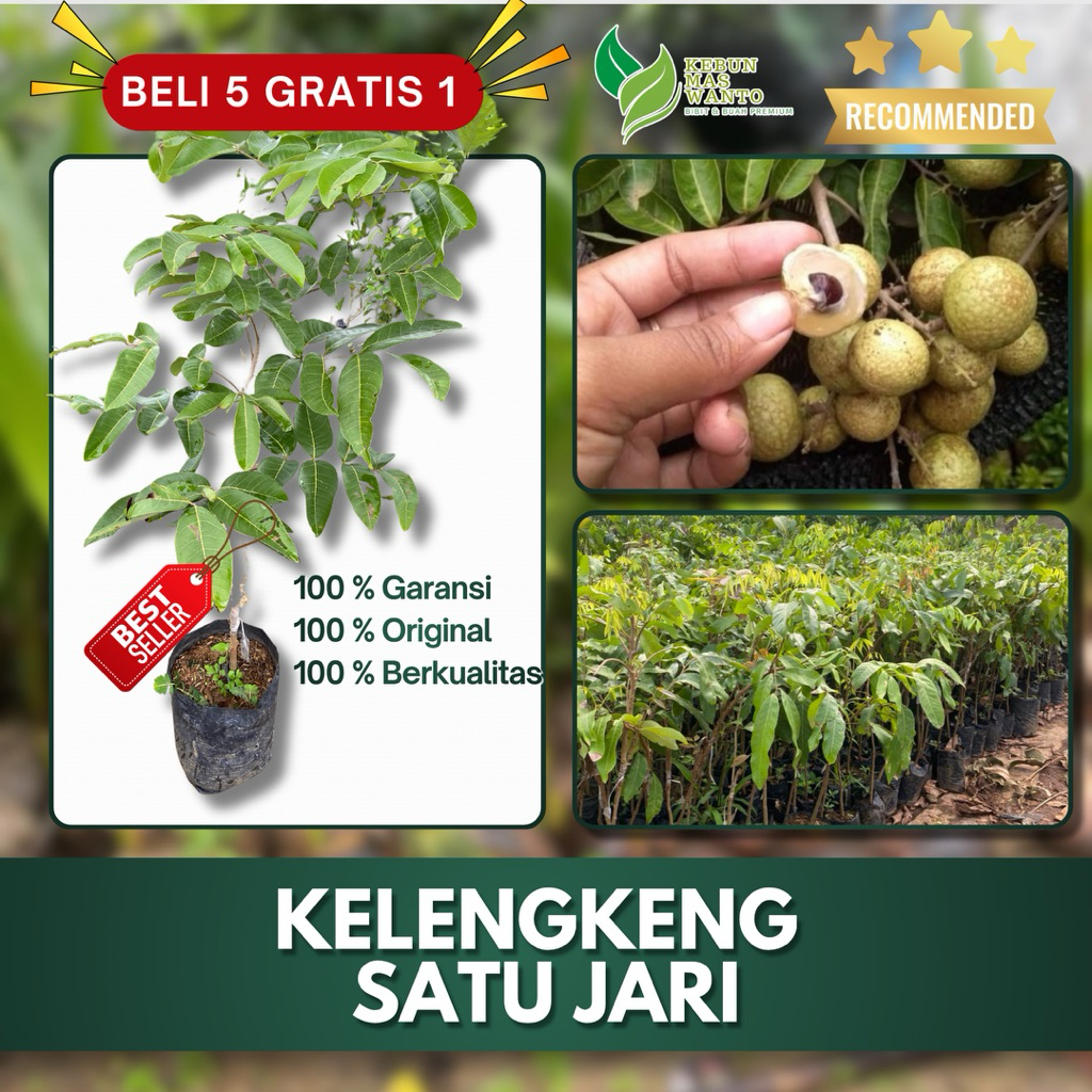 BIBIT BUAH KELENGKENG VARIETAS SATU JARI-BIBIT KELENGKENG SATU JARI-BIBIT KELENGKENG KEBUN MAS WANTO