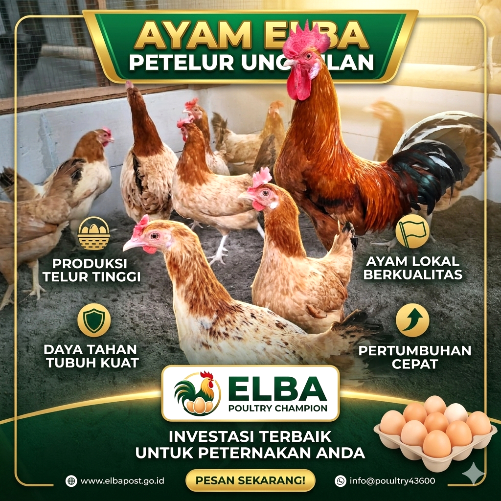 MOMMERESELLER - Ayam Elba Petelur Unggul Usia Remaja Siap Telur / Bibit Ayam Elba