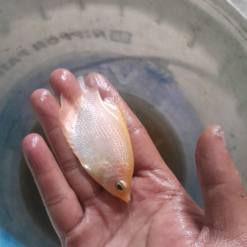 Bibit Ikan Gurame Padang