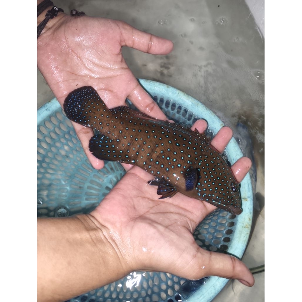 ikan hias laut kerapu bintang biru L