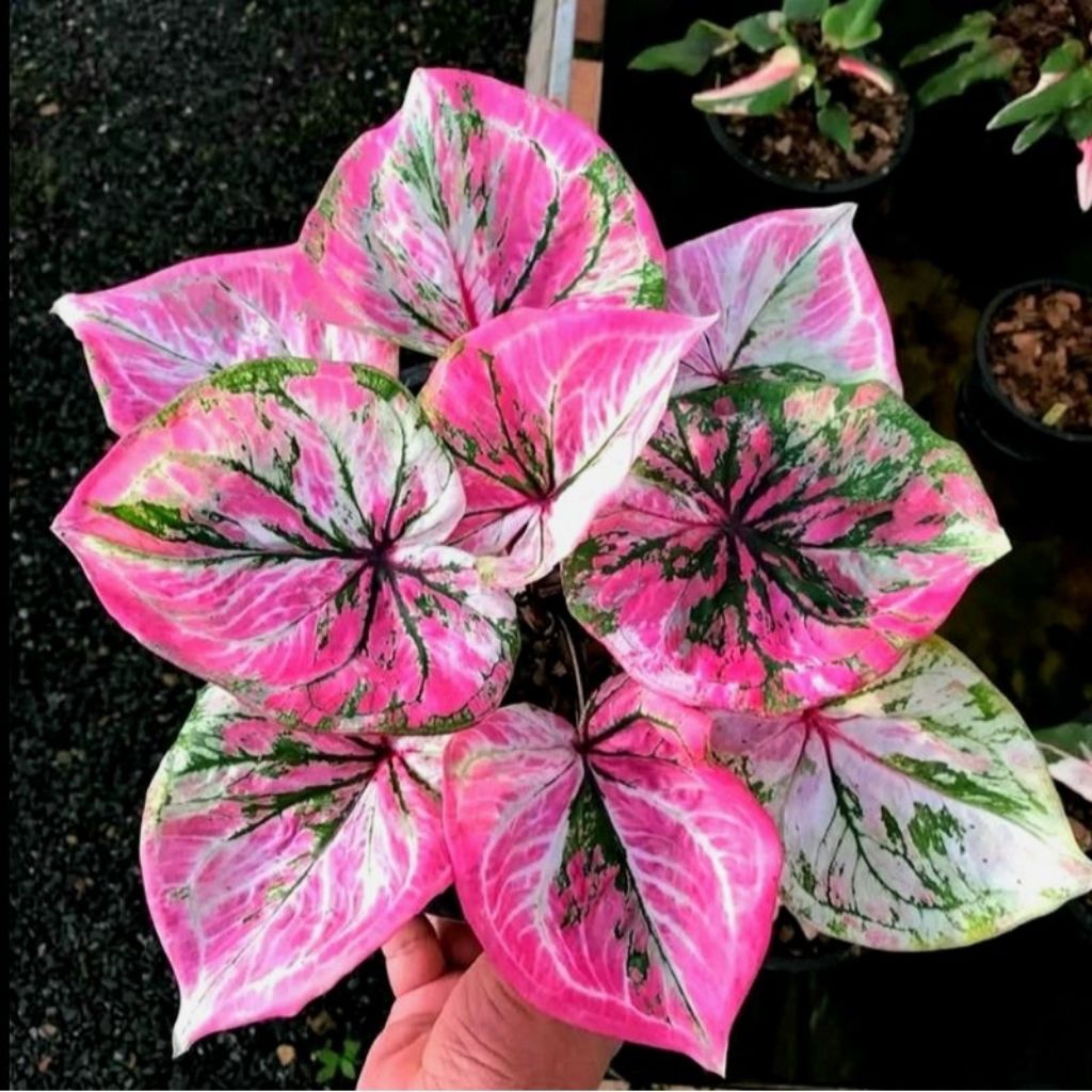 Promo sale bibit bonggol keladi umbi thailand import keladi imoort galaxy ping import murah meriah s
