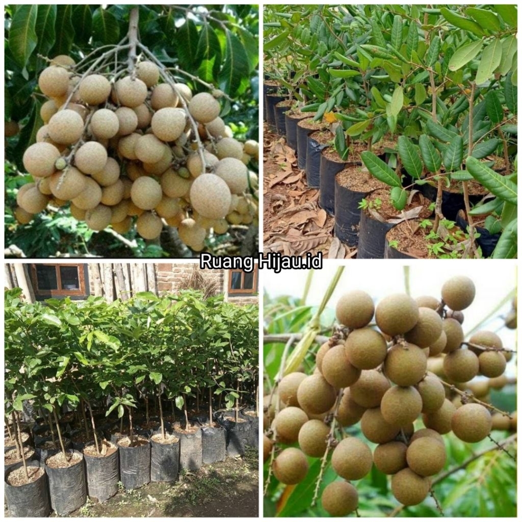 Bibit Kelengkeng Pingpong Okulasi Genjah