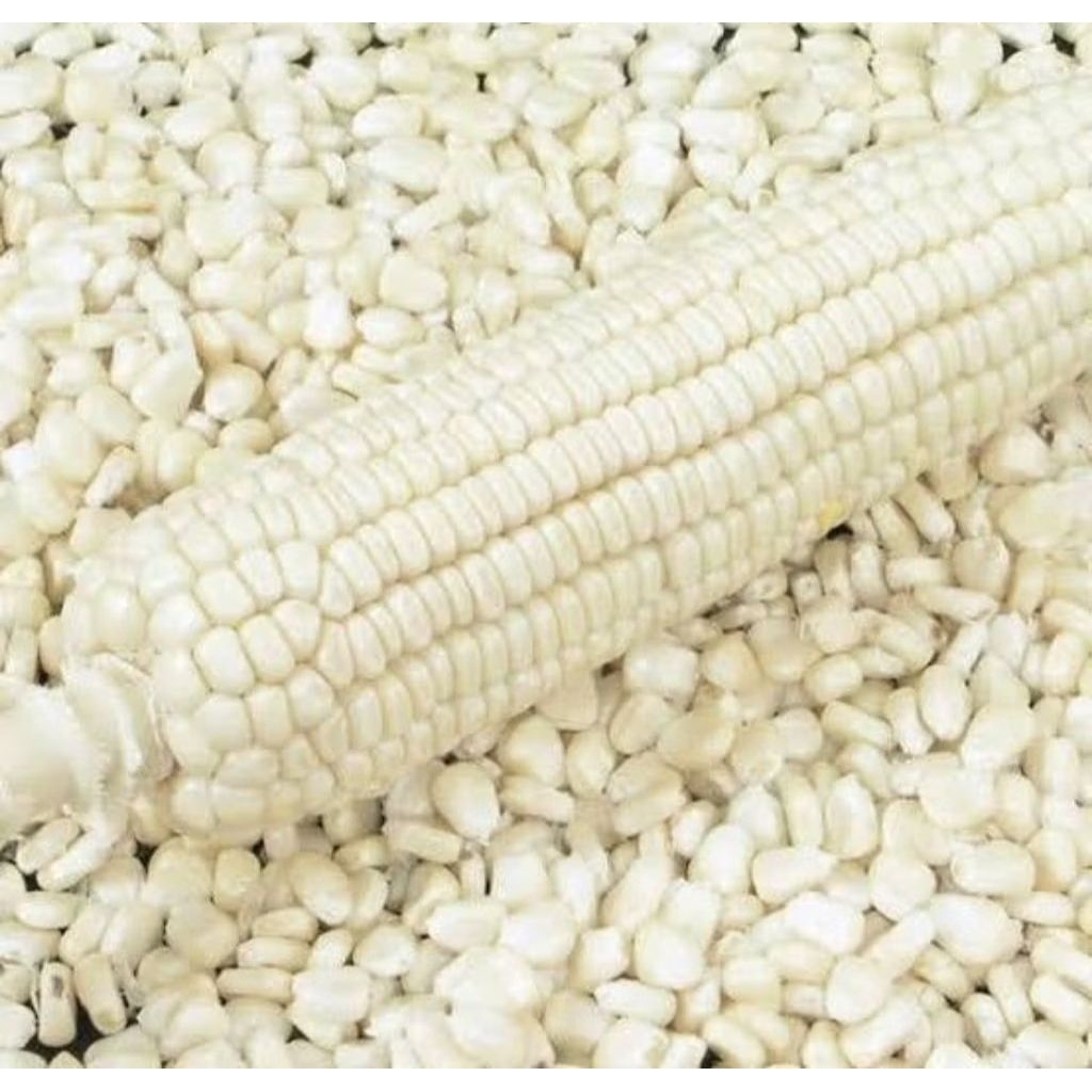 1klo JAGUNG PUTIH KETAN PULUT kering MENTAH, Bahan bubur dan nasi jagung