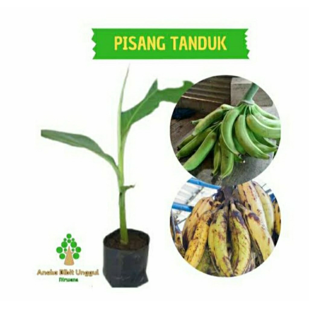 bibit pisang tanduk botol