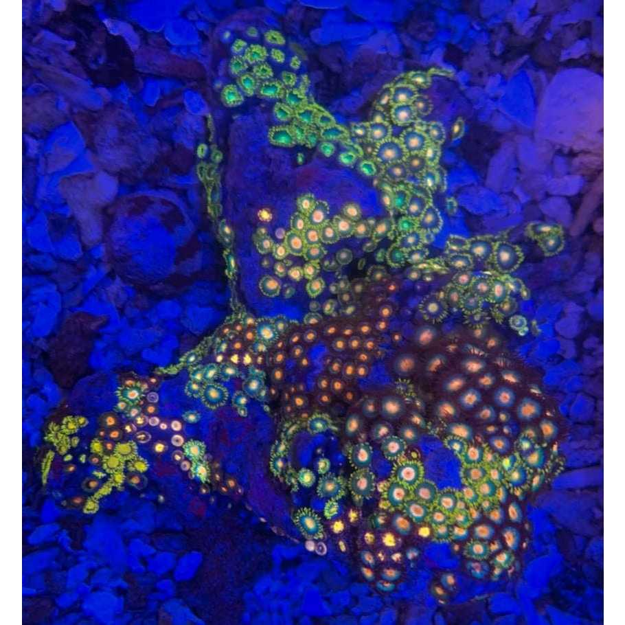 Koral / Coral Zoa Koloni