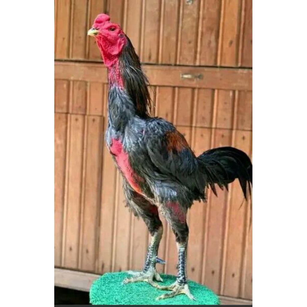 Telur Ayam Pakoy siap tetas
