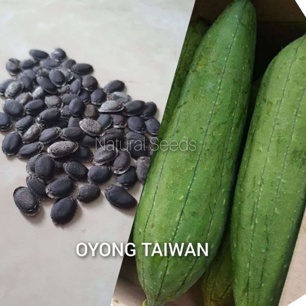 (COD) 20 Butir Biji Benih Bibit Gambas Oyong Taiwan Super Jumbo Blustru Bludru