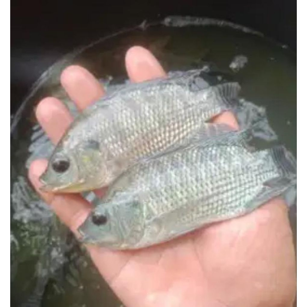 bibit ikan nila hitam