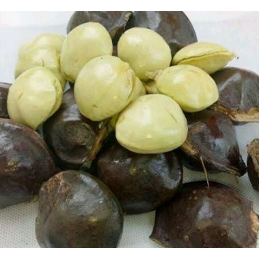 Jengkol Muda Mentah Masih Kulit/Cangkang/Belum Kupas