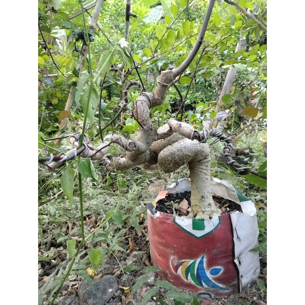 Bonsai waru super red/waru merah meliuk