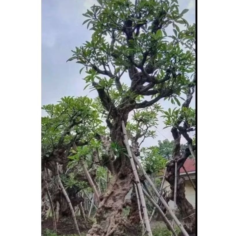 pohon kamboja tinggi 3-4 meter + jasa tanam