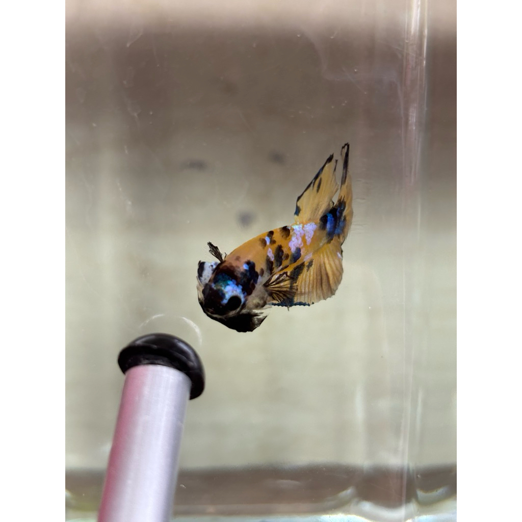 ikan cupang hias yellow base