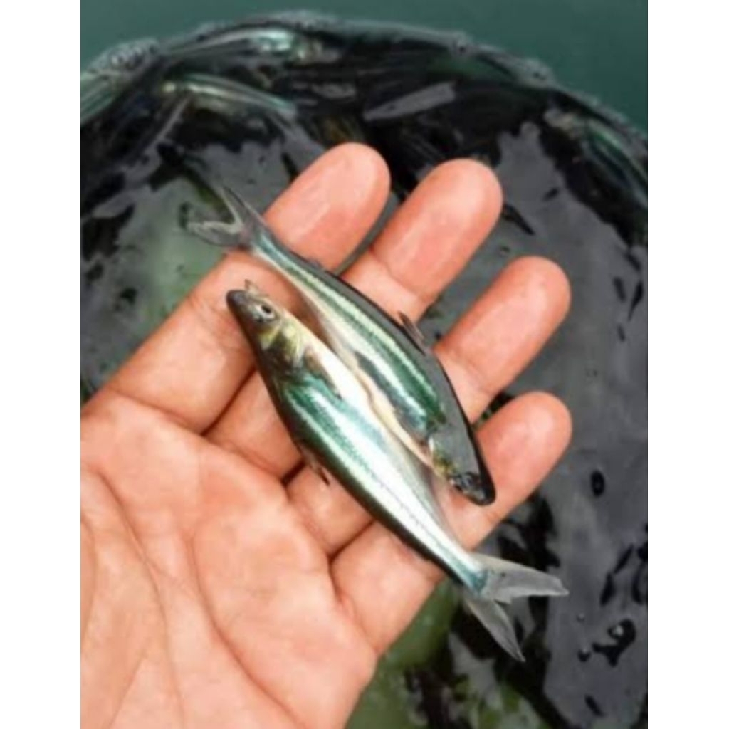 bibit ikan patin