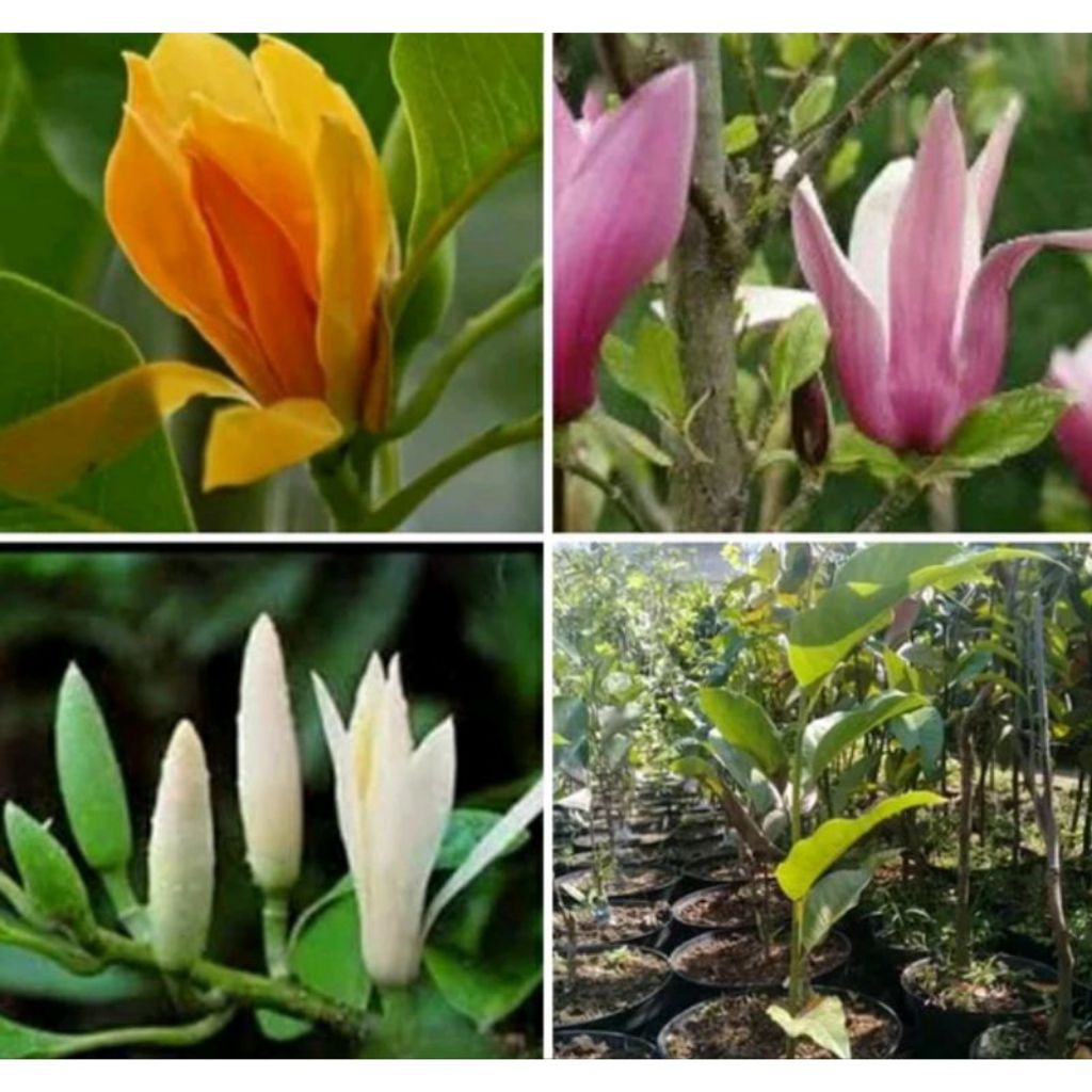 3 paket bibit  bunga kantil murah