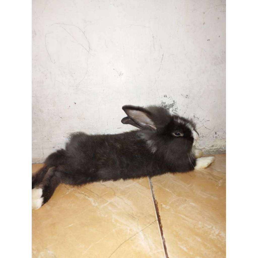 Kelinci Anggora Lokal Anakan Sehat dan Lucu