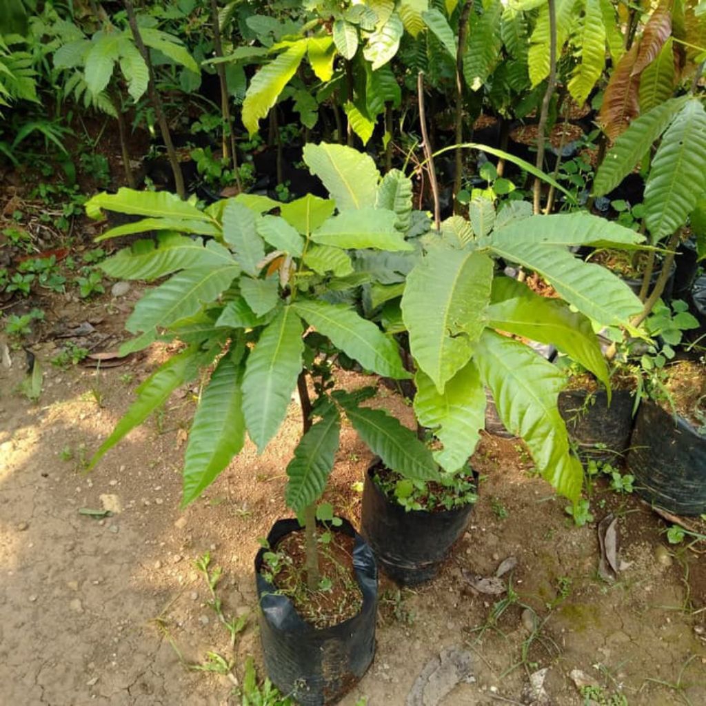 bibit pohon matoa pohon buah matoa