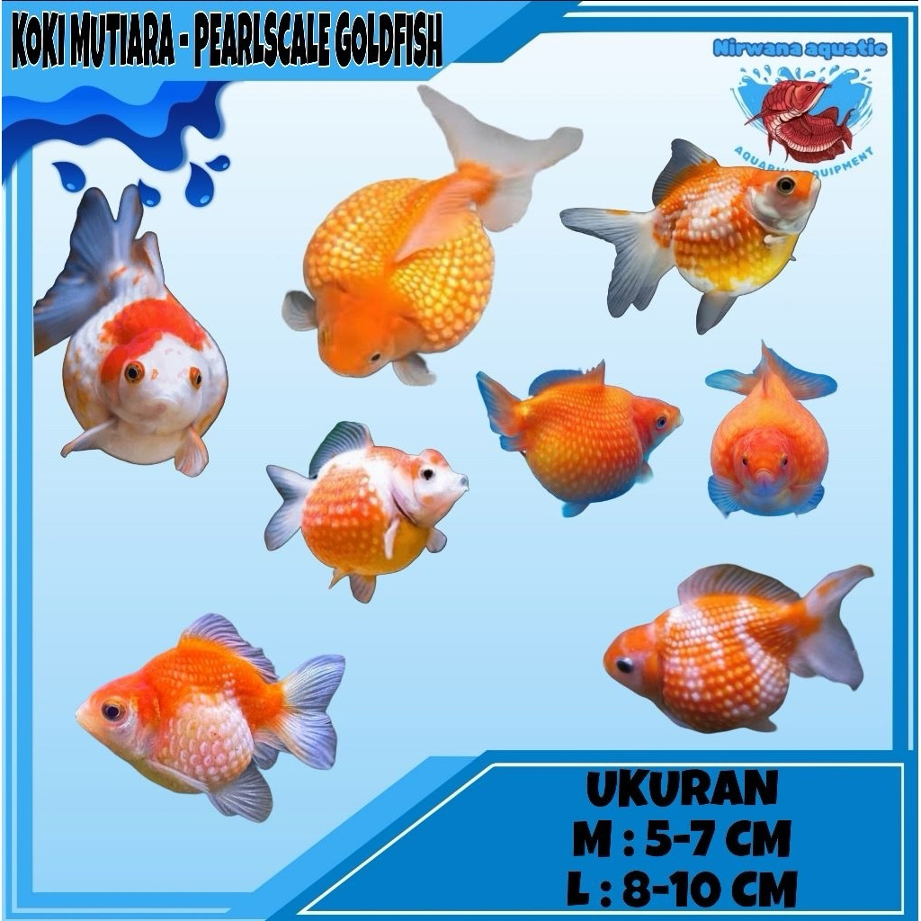 (INSTAN) IKAN KOKI MUTIARA - PEARLSCALE GOLDFISH | UKURAN 5-7 CM & 8-10 CM