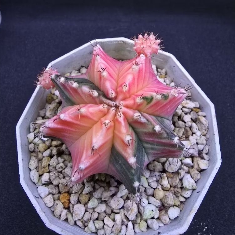 Kaktus Gymno Variegata warna soft (Gymnocalycium mihanovichii)