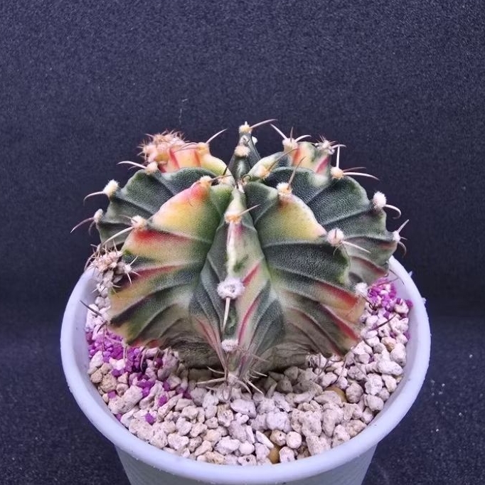 Kaktus Gymno Variegata soft yellow tulang merah (Gymnocalycium mihanovichii)