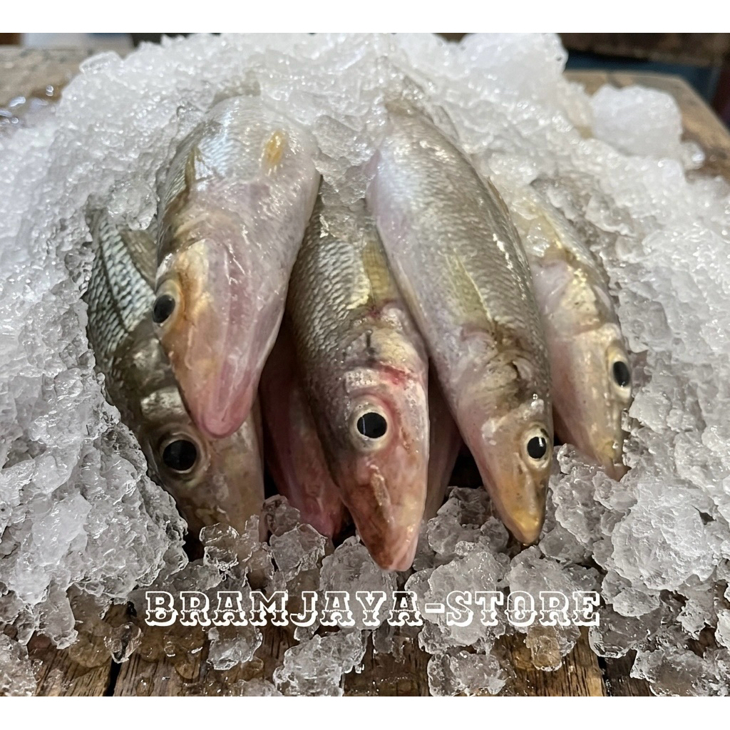 Ikan Kaca Piring Ikan Rejung Ikan Pasir-pasir DiBersihkan