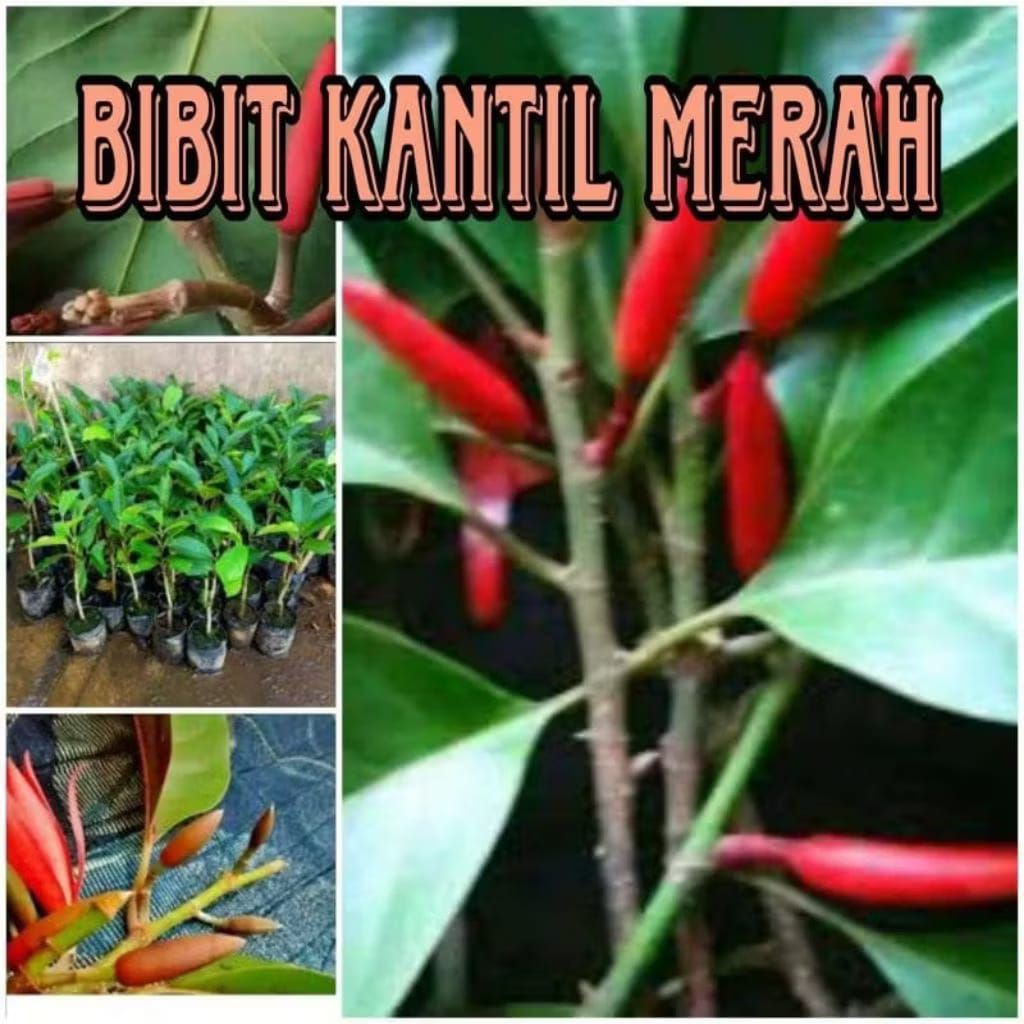 Promo Bibit Kantil Merah Hasil Okulasi