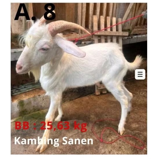 Hewan qurban jantan 2026
