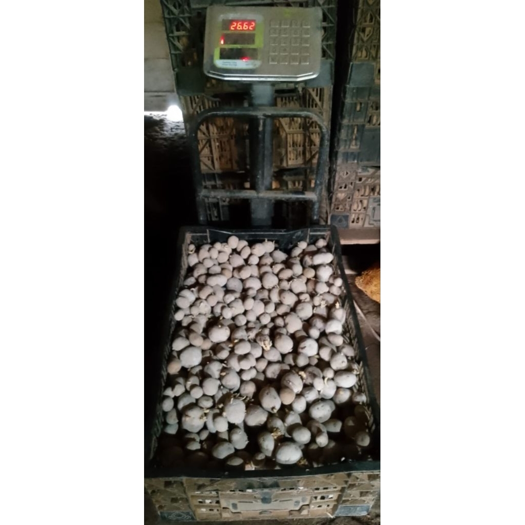 benih kentang berkualitas G-2 / peti 25kg