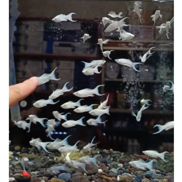 ikan molly platinum cawang