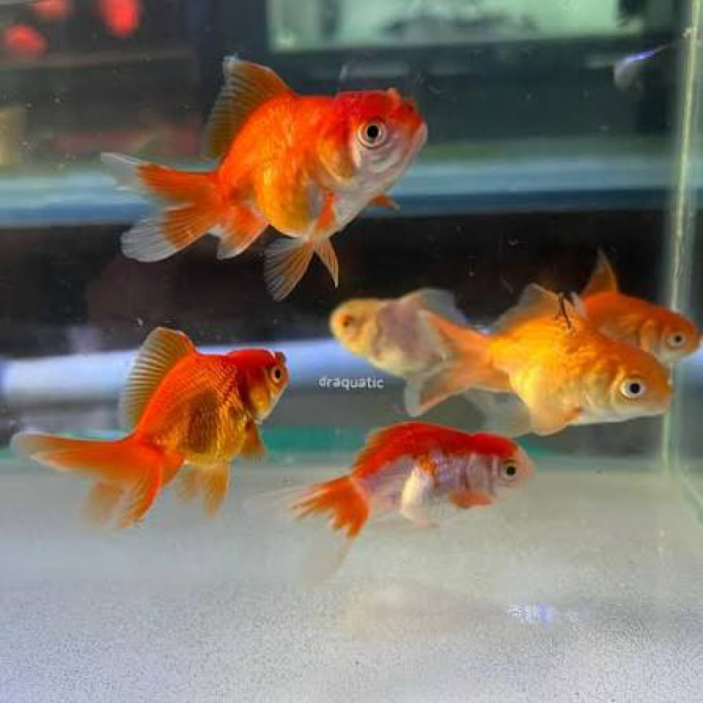 ikan hias baby oranda goldfish