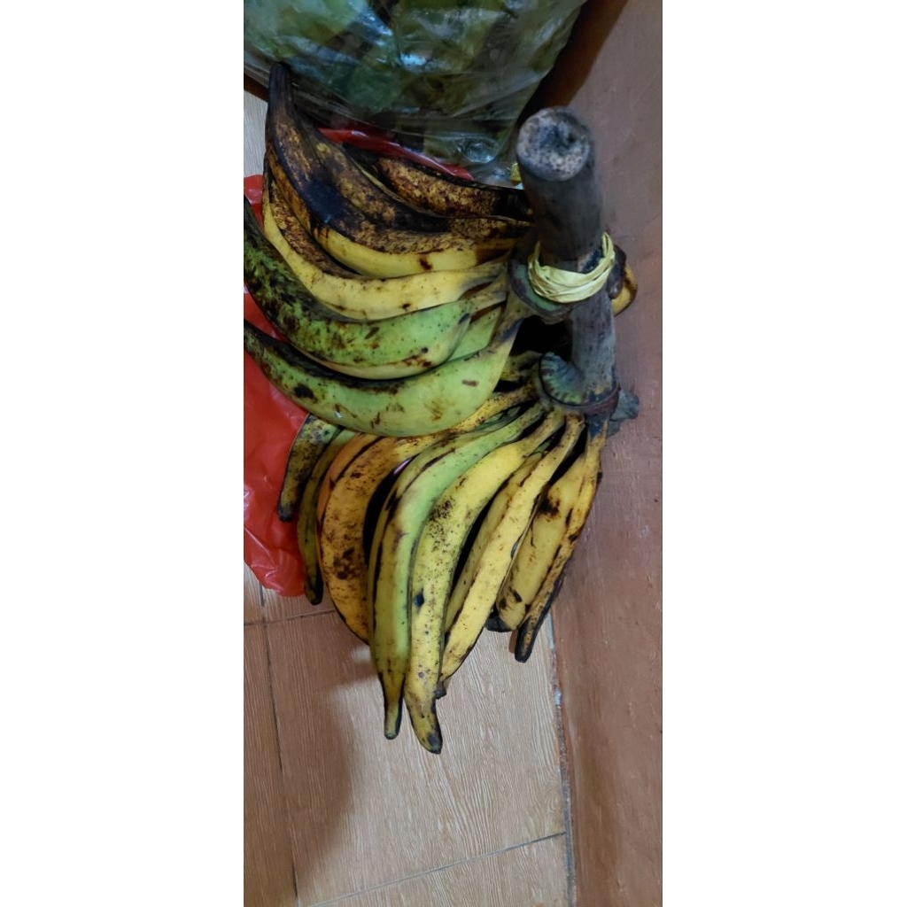 Pisang Tanduk, Matang dari pohon, Segar dan Harga Terjangkau