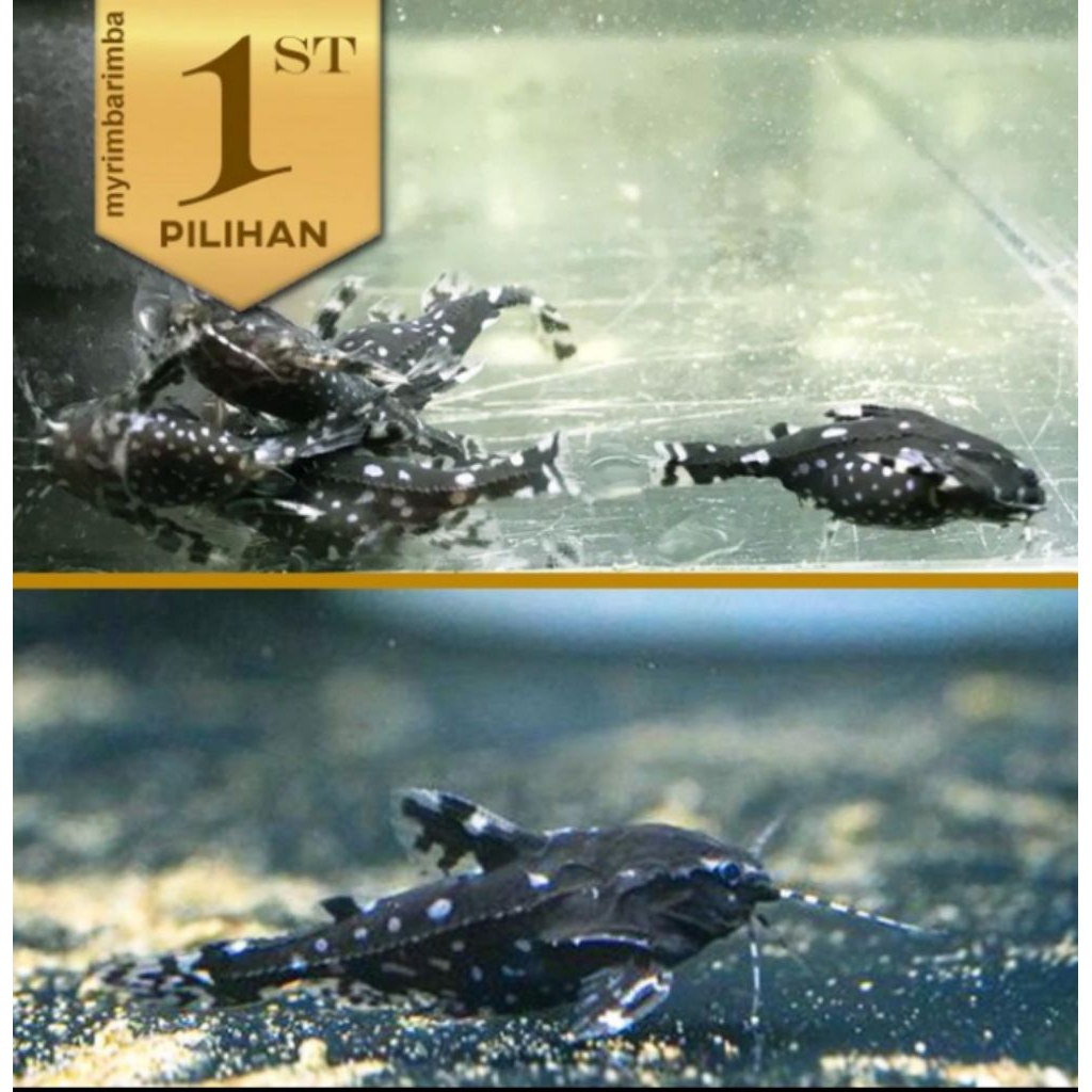 Agamyxis Catfish Ikan Hias Hiasan Aquarium Tanaman Air Aquascape