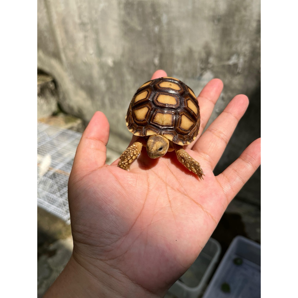 Hiasan Taman Sulcata 6cm