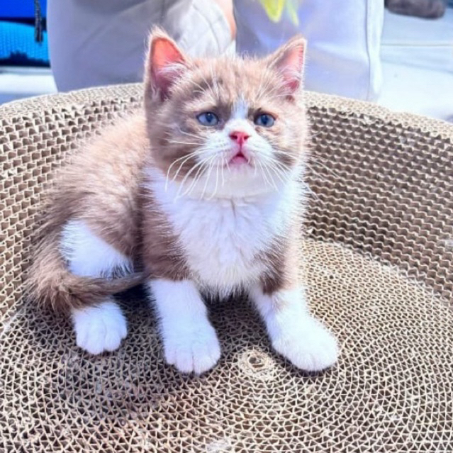 Kitten BSH (british short hair)cinnamon bisa cicil-LINE IMPORT