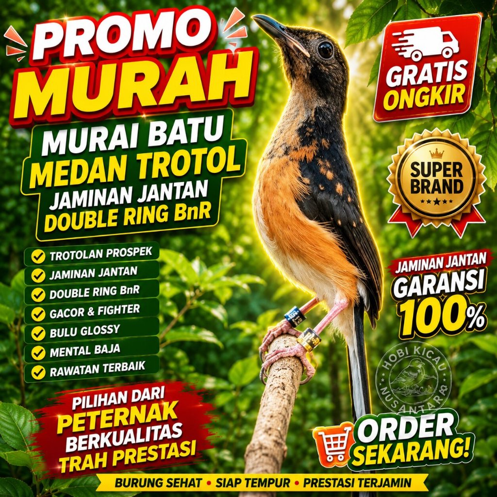 burung murai medan trotol jantan trah prestasi ring BnR koang kicau zaini canary