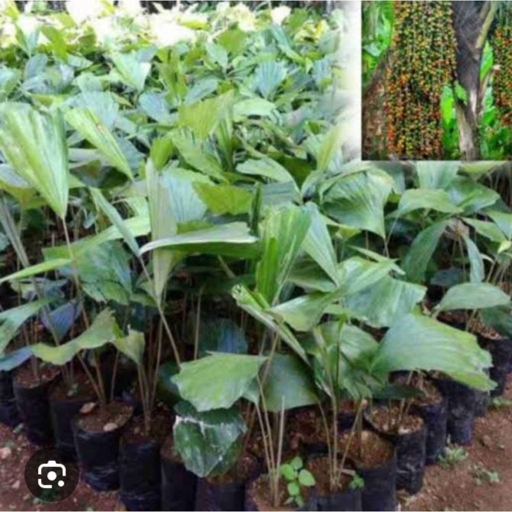 Bibit Pohon Aren / Kawung / Benih pohon Aren lokal Dan Benih Aren Genjah isi 20pohon